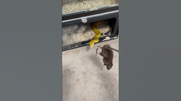 Powerful strike from reticulated python #snakes #reptiles #animalshorts #reptilelover