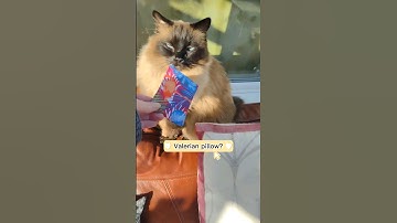 Valerian pillow for cats?! #cutecats #catvideos #funnycats #catmemes #valerian