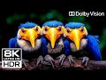 The Unreal OLED Test | 8K HDR 120 fps Dolby Vision (8K 4K TV Demo)