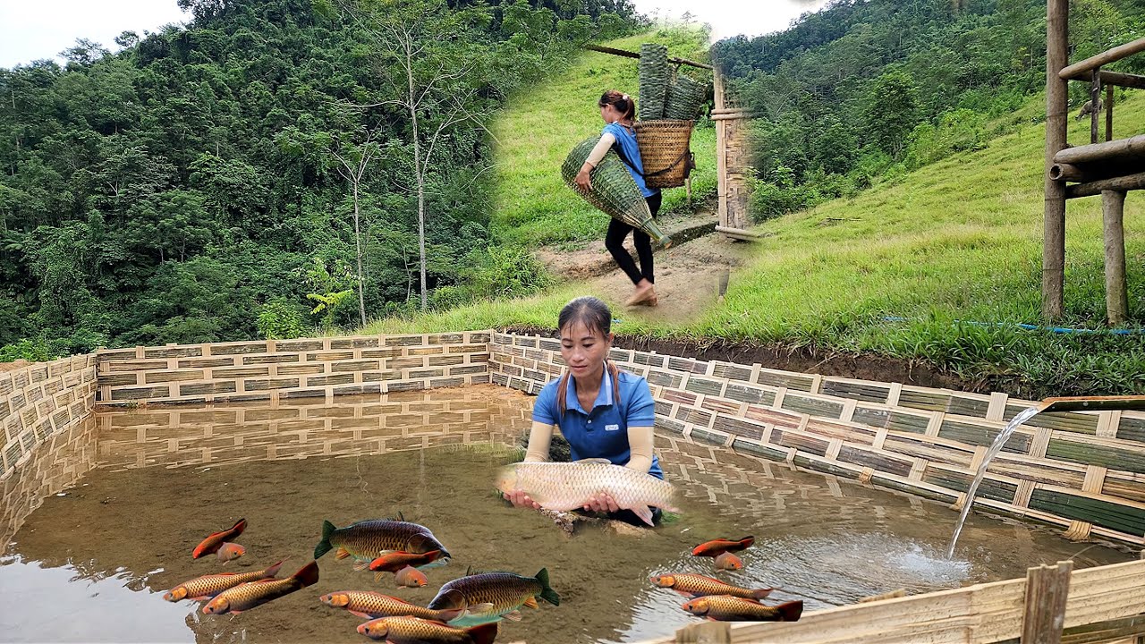Catching stream fish - raising fish - how to make bamboo baskets to ...