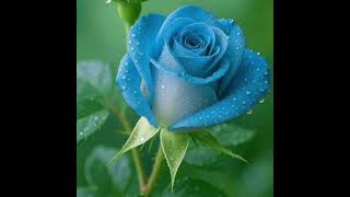 🔵rose: symbol of love, romance, beauty &amp; courage
