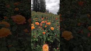 Lovely Orange Blooms At The Rose Garden 🧡