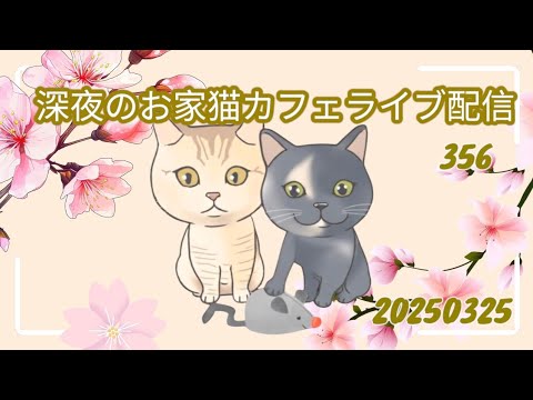 深夜のお家猫カフェライブ配信 356