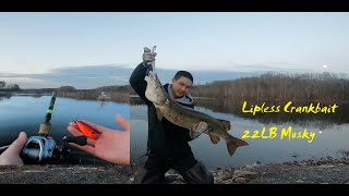 Look at this monster of Burke Lake，First Giant Musky(21.9LB) of 2020./Lipless Crankbait Fishing