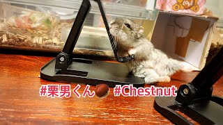 #栗男くん🌰 #Chestnut #薔薇です🌹#baradesu #hamster #ハムスター by 薔薇です🌹のハムスターチャンネル 25 views 13 days ago 1 minute, 19 seconds
