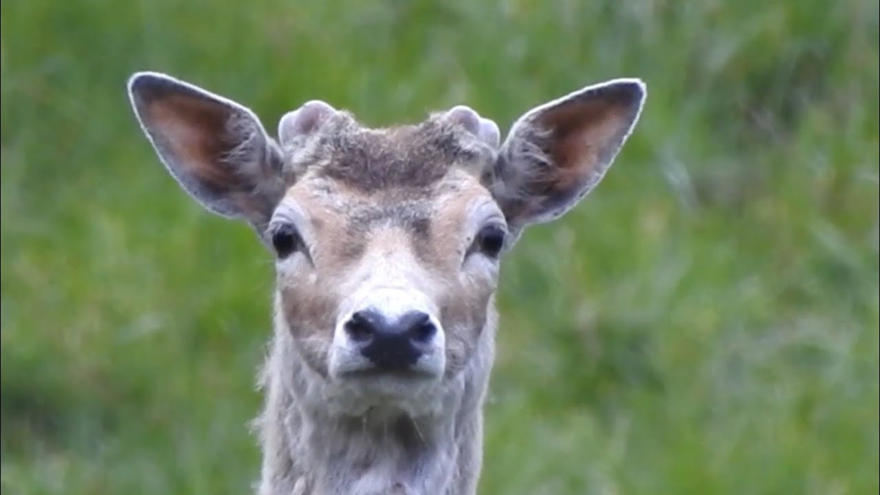 Daniel i inni mieszkańcy mazurskich lasów