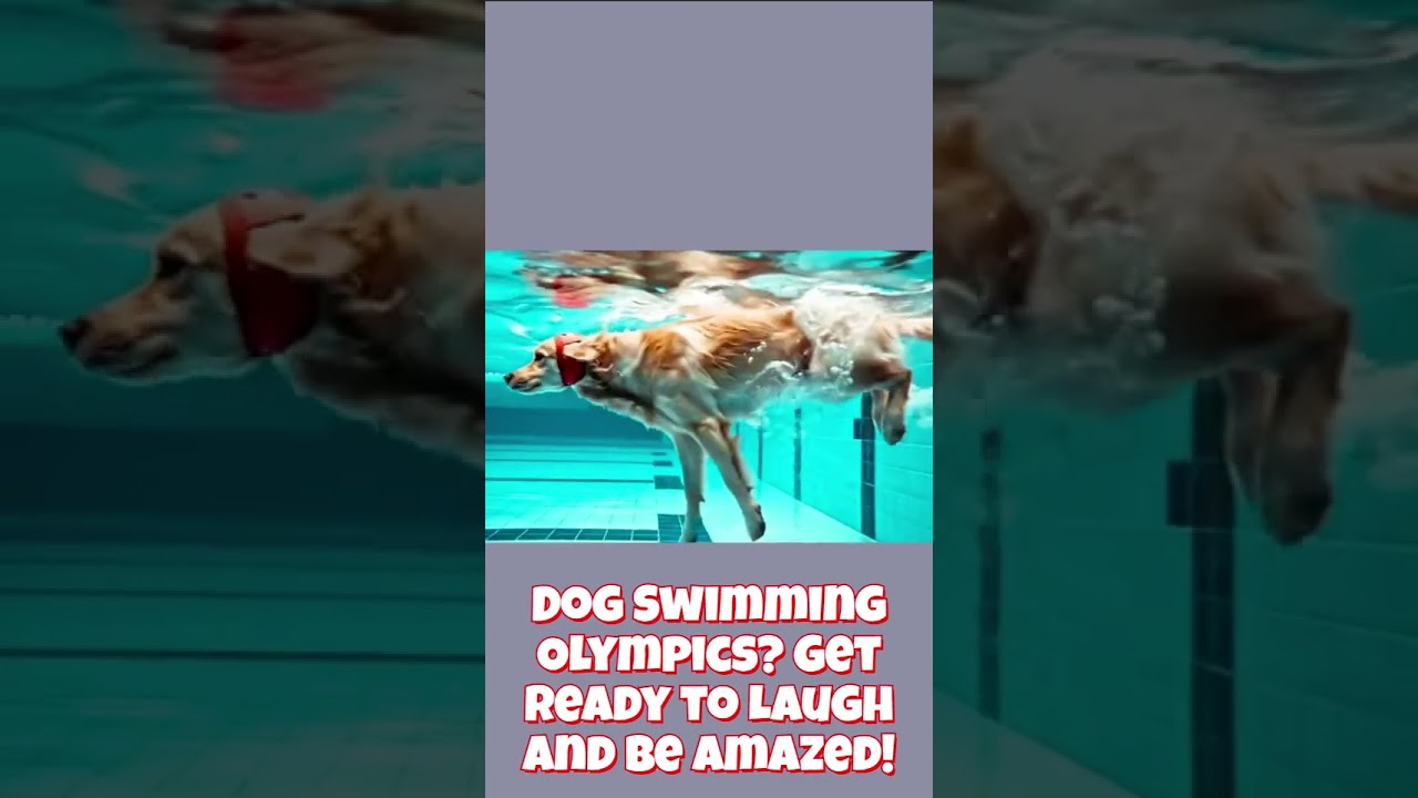 Dog Swimming Olympics  Get Ready to Laugh and Be Amazed!
