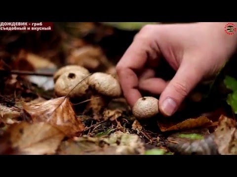 Дождевик - вкусный и недооцененный гриб  GRIB.tv