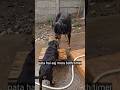 Cute Rottweiler Puppy Bath Time 🐶💦#puppy #rottweiler #shorts