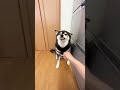 【悲劇】絶対にオテしたくない柴犬！！