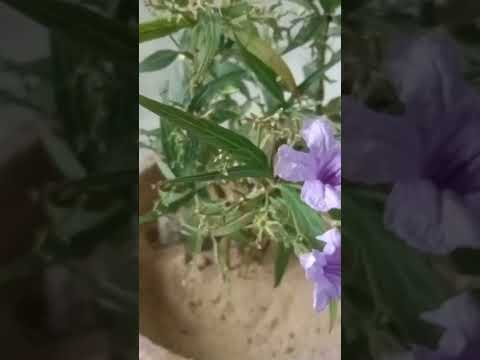 فيديو: حول Wild Petunia - معلومات عن زراعة زهور Ruellia