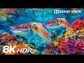 Spectacular Under Ocean Creatures in 8K HDR | Dolby Vision™