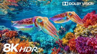 Spectacular Under Ocean Creatures in 8K HDR | Dolby Vision™