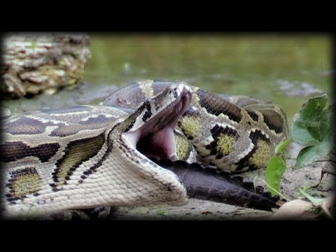 Python Eats Alligator 01 Narration