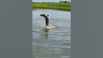 Câu cá khổng lồ ở campuchia #cacconvat #docla #fishing