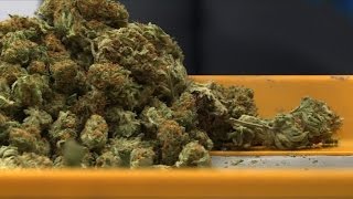 'Grown in Washington': the marijuana farms near US power hub