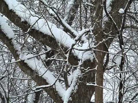 Heavy Snowfall-Wild Birds-12-29-2012