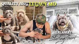 Tribute for STERLING POUND!  NANO EXOTIC BULLY PUPPIES • Sam Walastik