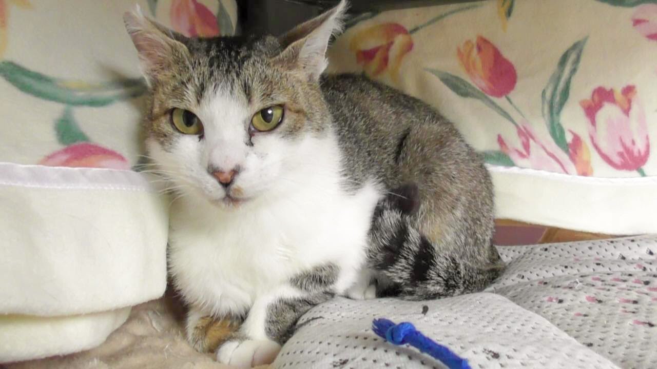 シャーシャー猫カンくん、保護から2か月の記録