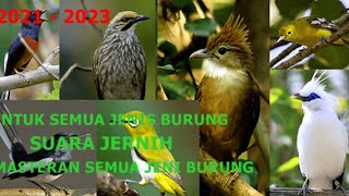 Masteran Burung kicau Full Senjata tajam !!! - Suara jelas Jernih FULL HD