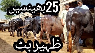 ظہیر بٹ25بھینسیں برائے فروخت چک چودہ11اکتوبر2021 apna surkyian channel