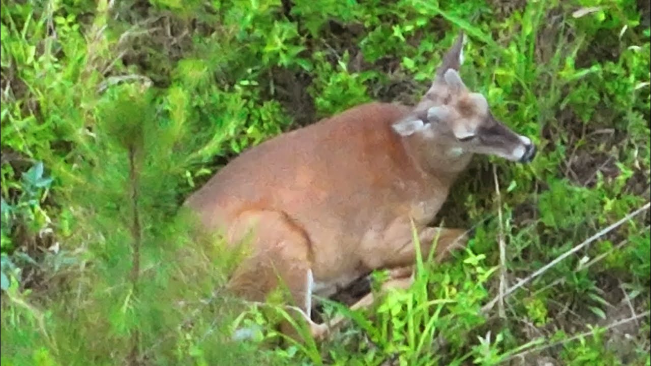 Quick Deer Search - DJI Mavic 3T Thermal Drone