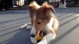 シェルティー仔犬'16110613