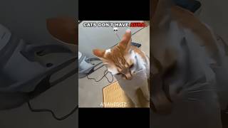 Wait for it ☠️🌪️#cat #trolledit #trolllife #viral