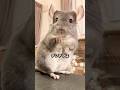 砂で入浴する動物