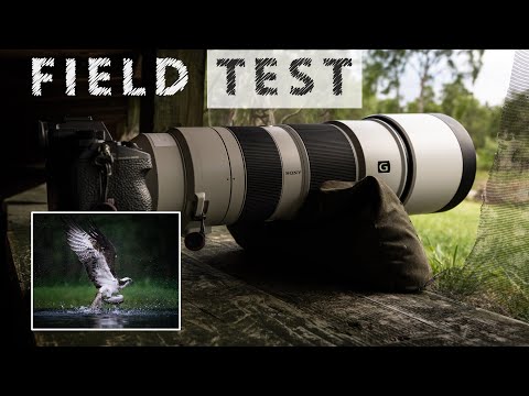 Field test of Sony’s 200-600mm lens for wildlife photography