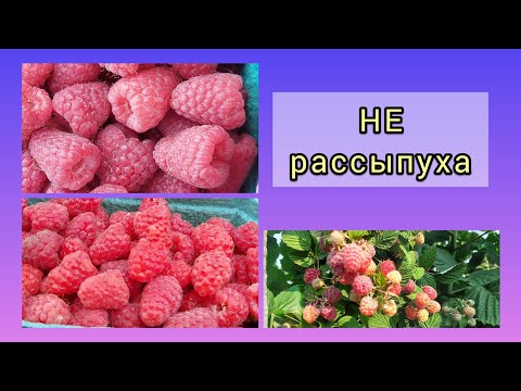 Почему рассыпается ягода на ремонтантной малине