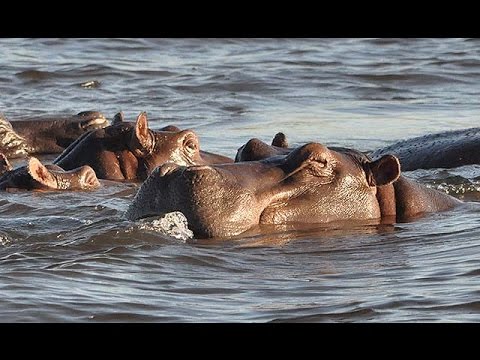 野生動物の楽園に遊ぶ アフリカの国々で サファリ Youtube