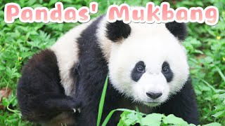 【Panda Billboard】Episode 224 Pandas Mukbang Showtime | iPanda