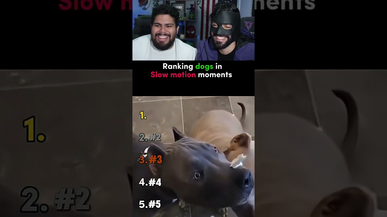 CACHORROS EM SLOW MOTION