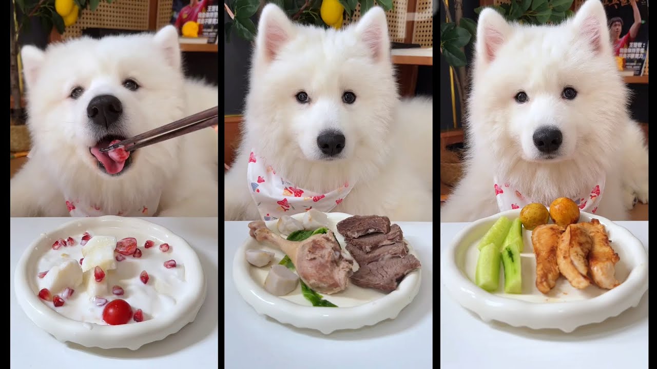 ASMR Dog Eating Compilation - Cute and Satisfying Dog Sounds (2024) Petster!