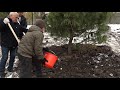 В новом парке имени Юрия Бугакова появились первые кедры // 21.10.25