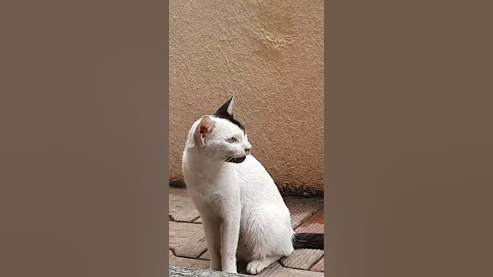 #cat#dog#shorts#trending#funny#animals#like#subscribe#viral#share#pets#anime#tiktok#comedy#comment