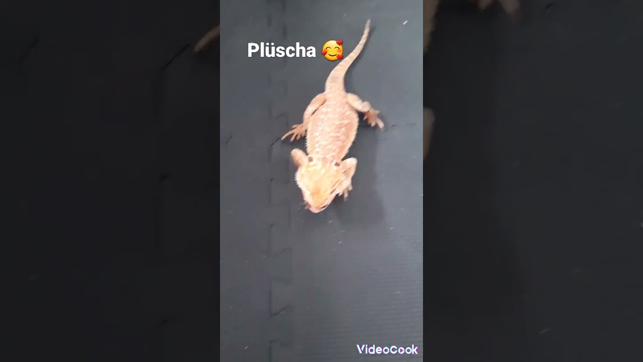 🥰😎🪳🪳🪳😎🥰