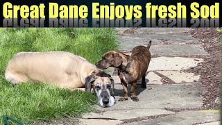 Great Dane Enjoys Fresh Sod by Great Dane Channel 811 views 7 months ago 10 minutes, 41 seconds