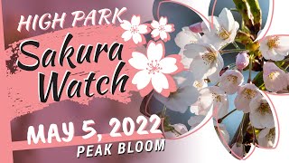 Sakura Watch May 5, 2022 - High Park has begun the Peak Bloom as we head into Mother's Day weekend.