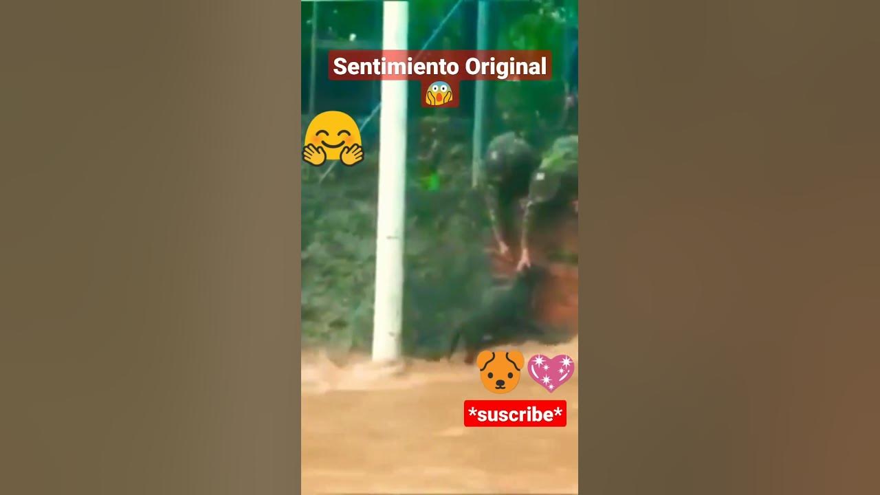 🐶🤗Sentimiento Original. #shorts #pets