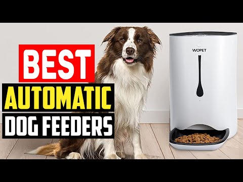 Wideo: Najlepsze karmniki automatyczne dla właścicieli zwierząt domowych