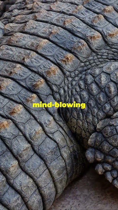 Did you know crocodiles don't die of old age? 🐊 #amazingnature #facts #