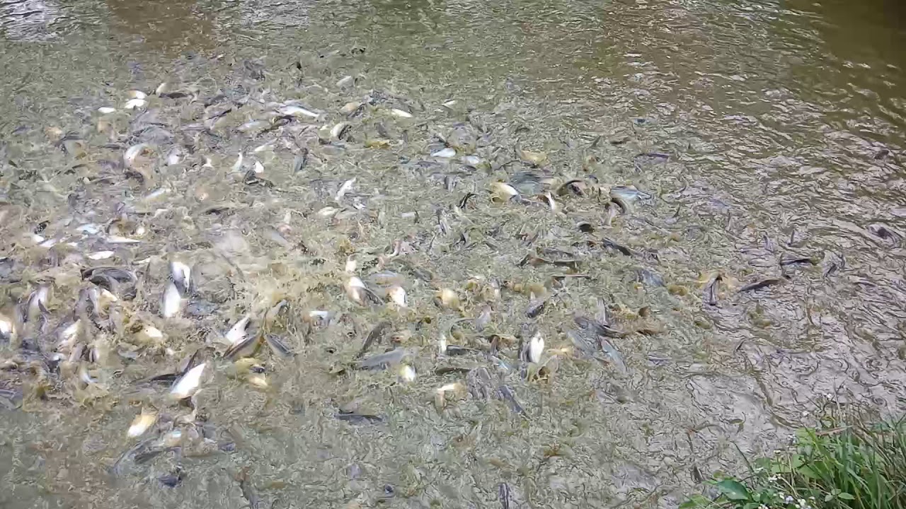 Budidaya ikan patin kolam tanah