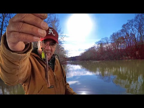 Video: Spesies Bream: Sunfish, Bluegills, Shellcracker, Warmouth, dan Lainnya