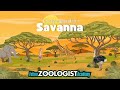 Savannah Ecosystem Quiz