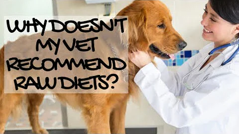 Why Vets Don’t Recommend Raw Food Diets for Dogs/Cats: from a Canine Nutritionist