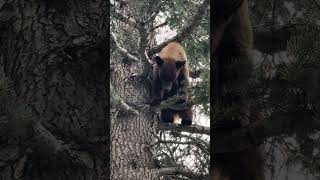 BEAR TREED! #bearhunt #bears #beardogs #bearhunting #houndhunt #houndsmen #puppy #pup #oso #slewfoot