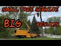 #225 Small Tree Service BIG Results! Oak Tree Removal with Wicked Grapple