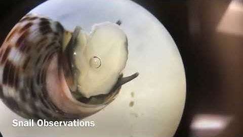 Snail Observations